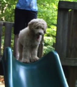 Spencer the Goldendoodle: Fit Friday: Fly Ball and Lure Course