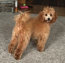 Miniature Poodles for sale in Wisconsin